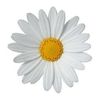 DAISY Cleaning