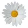 DAISY Cleaning