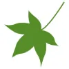 Maple Cleaning Services