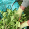 Clean Cut Gardening